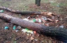 Проведение субботников. Посадка деревьев