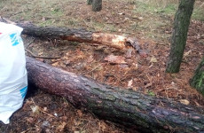 Проведение субботников. Посадка деревьев